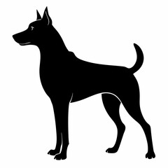 black and white dog