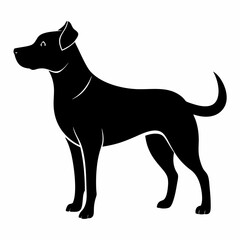 black and white dog