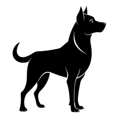 black and white dog
