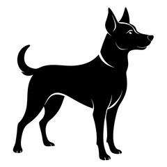 black and white dog