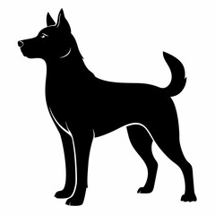 black and white dog