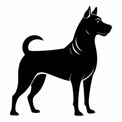 black and white dog