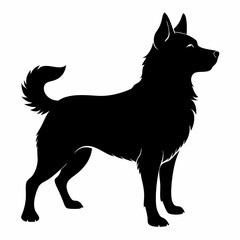 black and white dog