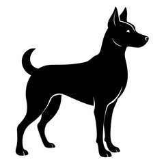 black and white dog