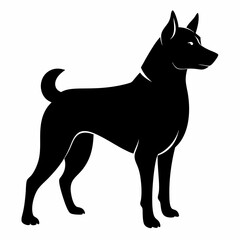 black and white dog