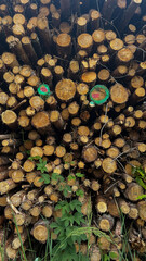 Stacked Logs in a Forest