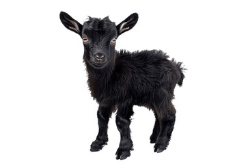 a black baby goat standing