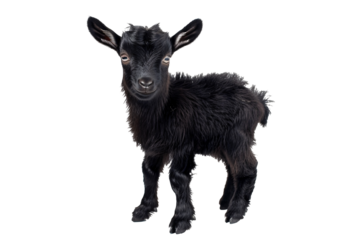a black baby goat standing