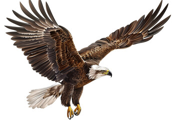 a bird flying with wings spread