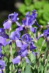 Blue irises bloom on the sunny day