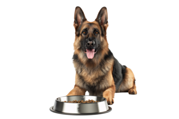 a dog sitting next to a bowl of food