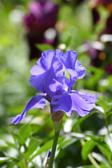 Blue iris bloom on the sunny day