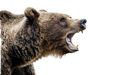 a bear with its mouth open