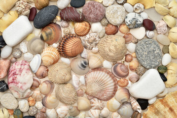 Sea shells of different sizes, shapes and colors on the brown wooden background. Top view. Close-up. 

