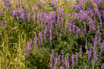 A field of purple flowers with a few yellow flowers in the background
