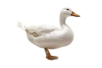 a white duck with a yellow beak