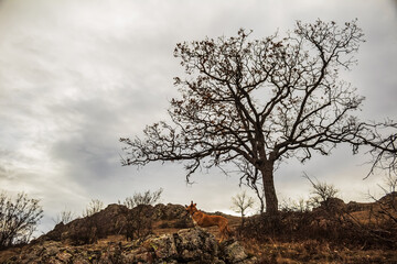 Grota Haiducilor, DN22D 12, Caugagia, Europe, Romania, 2024 year