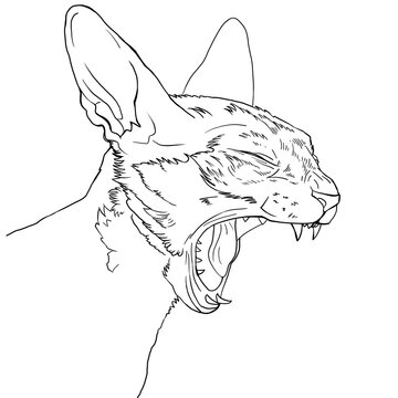 lineart cat detailed drawing. cartoon realistic character children's coloring book. design for pet stores, cat products, animal exhibition. illustration of a screaming, yawning cat with an open mouth