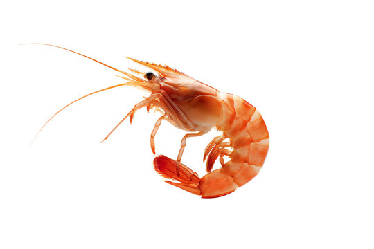 a shrimp on a white background