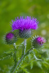 Beautiful thistle flowers on a blurred green plant background.