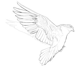 Linear drawing pigeon coloring book clip art design dove bird peace symbol detailed realistic outline Line Art coloring page design realistic wild animal doodle hand drawn graphic postcard wedding