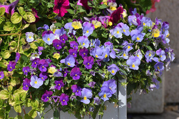 Viola Wittrockiana - or garden pansies - blue, yellow and purple flowers