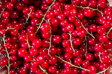 Bright redcurrants clustered on green stems, glistening and fresh, showcasing natural, juicy, and vibrant beauty.