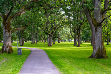 trees in the park