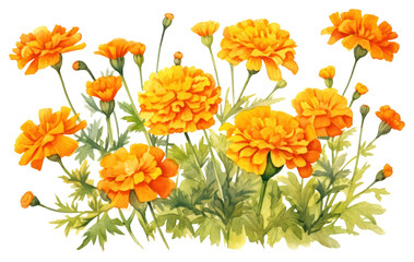 PNG Marigold flower garden plant petal herbs.