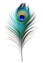 Obraz premium PNG Pattern bird lightweight accessories.