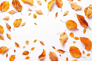 Yellow leaves on white background