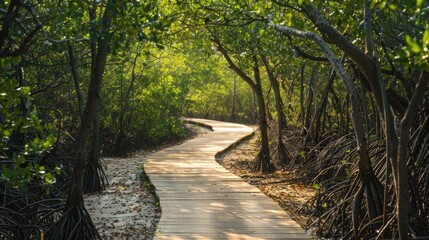 Fototapeta premium A path through a forest with trees on either side
