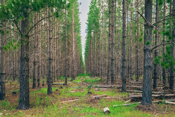 Kuitpo forest reserve with pine trees on a day, South Australia