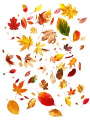 Colorful leaves on white