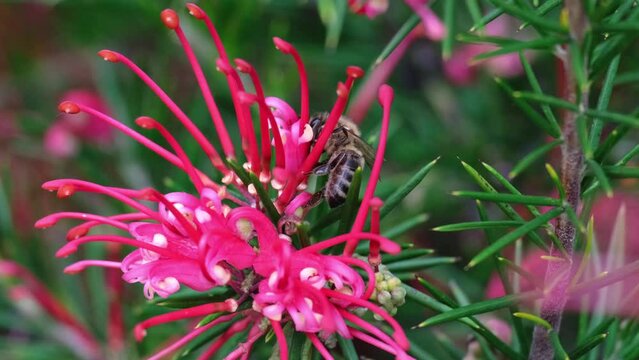 Hard-working bee collecting pollen or nectar on pink Grevillea Canberra Gem flowers. This beautiful subtropical evergreen plant also known as spider flower. Animals in spring nature concept.