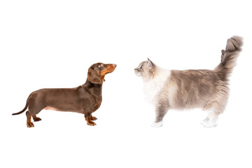 Group of sausage dog and ragdoll cat standing isolated on white studio background side view portrait