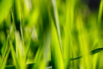 Defocused green nature scene, suitable for environmental concepts and web design. Abstract blur of lush greenery, great for illustrating outdoor themes