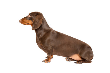 Dachsund dog sitting side ways portrait isolated on white studio background