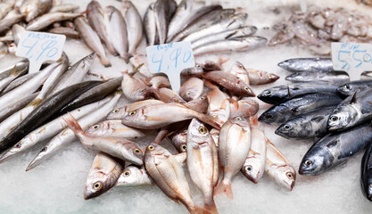Colorful choice of fish at a market in Spain. Closeup of fish on display in a fish market, food concept. Fresh raw dorado