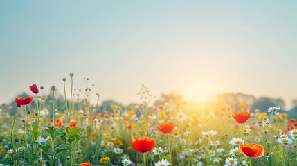 Sunny Meadow with Blooming Flowers at Sunrise