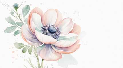 Watercolor delicate anemone flower on a white background. For use in a romantic invitation