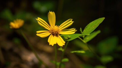 A yellow flower with a brown stem