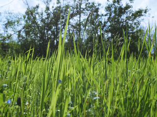 grass blades with trees background