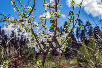 Macro  - Forest - Europe, Romania, Suceava region