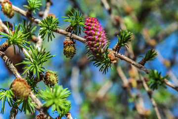 Macro  - Forest - Europe, Romania, Suceava region