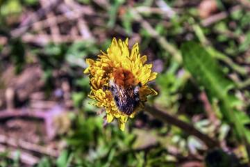 Macro  - Forest - Europe, Romania, Suceava region