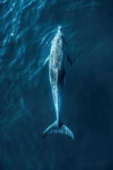 Obraz premium Bottlenose dolphin, view from above in calm blue water