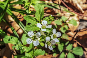 Macro  - Forest - Europe, Romania, Suceava region