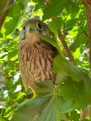 Young kestrel bird in the wild nature close-up. A falcon putinets sits on the tree, between green leaves. Chick of kestrel left the nest and learn to fly.