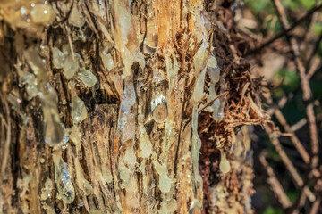 Macro  - Forest - Europe, Romania, Suceava region